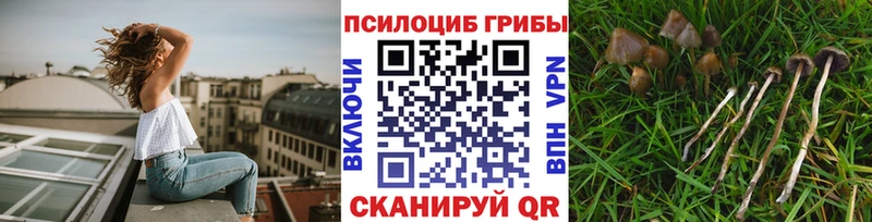 Галлюциногенные грибы мицелий  где купить наркоту  Судогда 